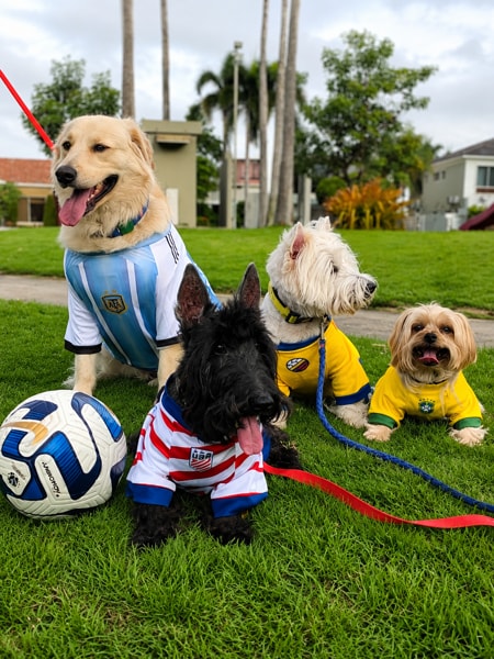 Pawpacito dog jersey