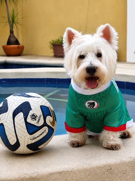 Pawpacito dog jersey