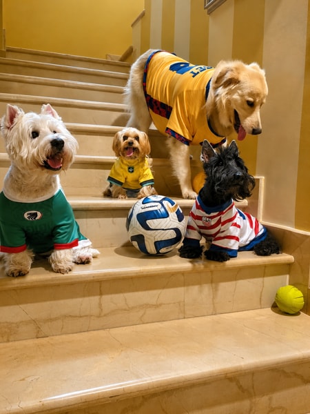 Pawpacito dog jersey