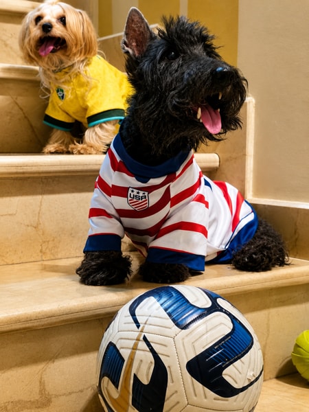 Pawpacito dog jersey