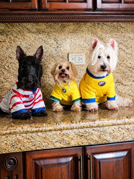 Pawpacito dog jersey